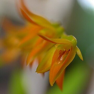 Acianthera glumacea unspecified picture