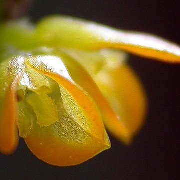 Acianthera magalhanesii unspecified picture
