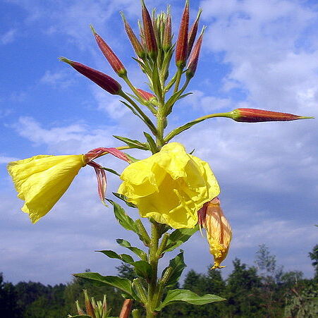 Oenothera unspecified picture