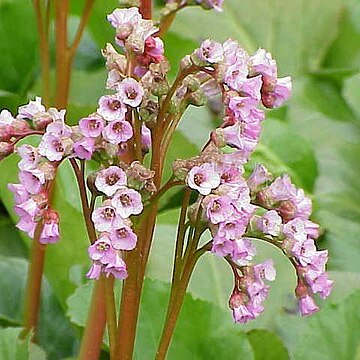 Bergenia stracheyi unspecified picture