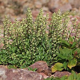 Artemisia pedunculosa unspecified picture