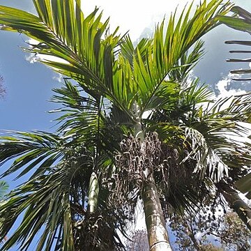 Areca hutchinsoniana unspecified picture