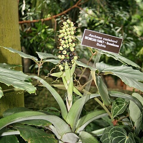 Aechmea castelnavii unspecified picture