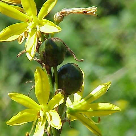 Asphodeline unspecified picture