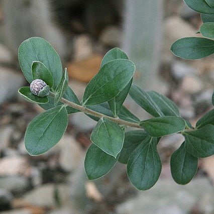 Arnaldoa unspecified picture