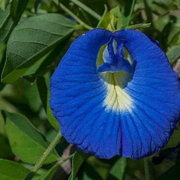 Clitoria unspecified picture