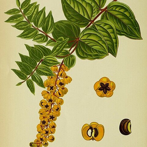 Coriaria nepalensis unspecified picture