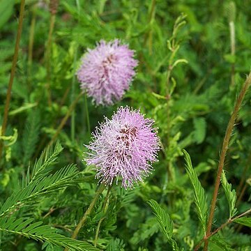 Mimosa strigillosa unspecified picture
