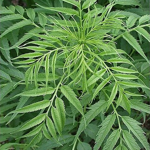 Datiscaceae unspecified picture