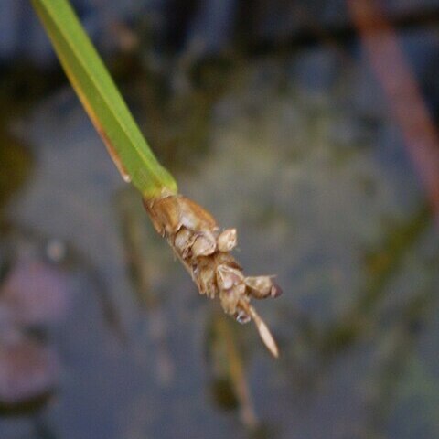 Eleocharis acutangula unspecified picture