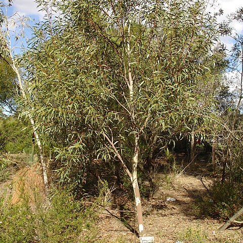 Eucalyptus gregsoniana unspecified picture