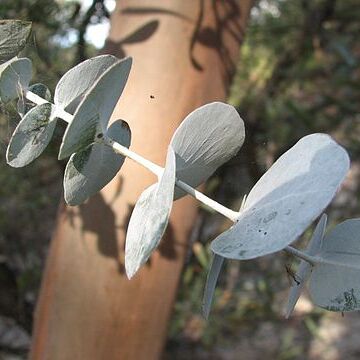Eucalyptus perriniana unspecified picture