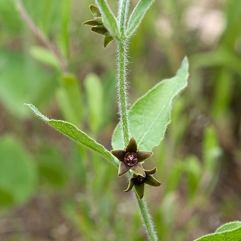 Matelea cynanchoides unspecified picture