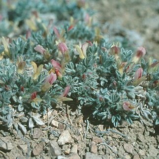 Astragalus proimanthus unspecified picture