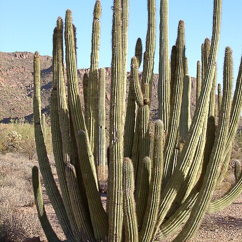 Stenocereus unspecified picture