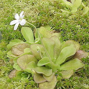 Pinguicula agnata unspecified picture
