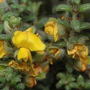 Pultenaea elachista unspecified picture