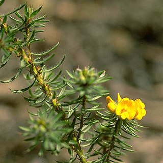 Pultenaea echinula unspecified picture