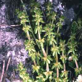 Valantia unspecified picture
