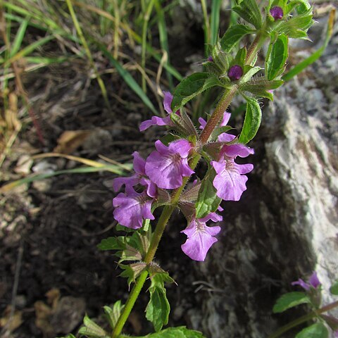 Stachys neurocalycina unspecified picture