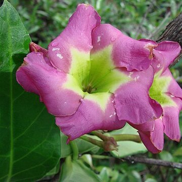 Temnadenia violacea unspecified picture
