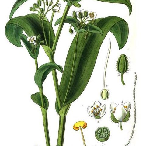 Tradescantia crassula unspecified picture