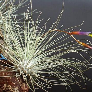 Tillandsia argentea unspecified picture