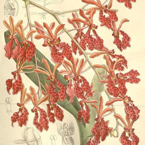 Renanthera storiei unspecified picture