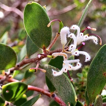 Hakea lasiantha unspecified picture