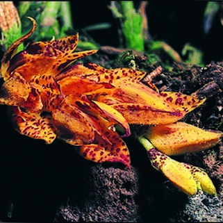 Acianthera herrerae unspecified picture