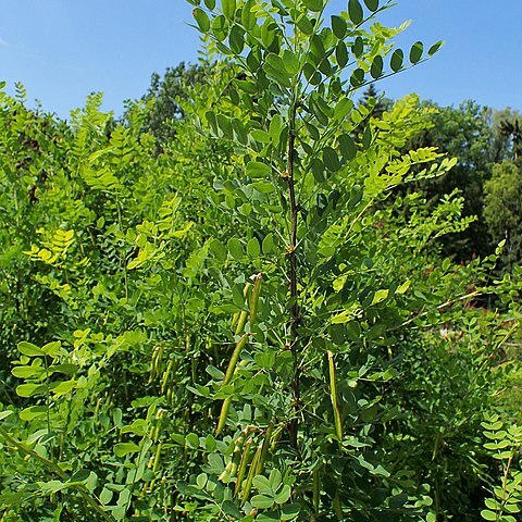 Caragana turkestanica unspecified picture