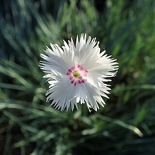 Dianthus canescens unspecified picture