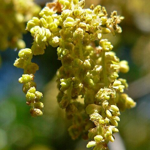 Quercus saltillensis unspecified picture