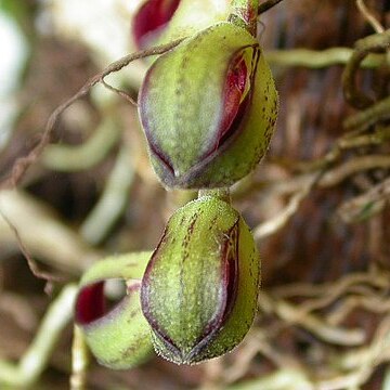 Acianthera langeana unspecified picture