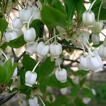 Enkianthus unspecified picture