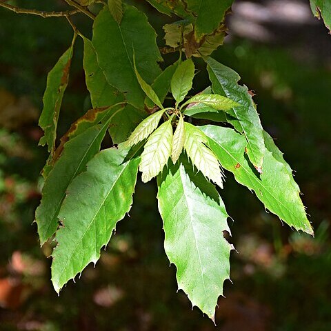 Quercus xalapensis unspecified picture