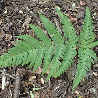 Dryopteris varia unspecified picture
