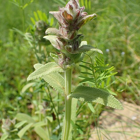 Stachys tymphaea unspecified picture