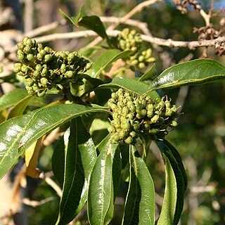Heteropyxis unspecified picture