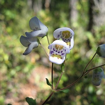 Jovellana unspecified picture