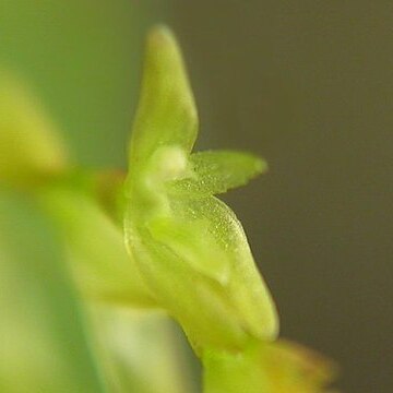 Acianthera caldensis unspecified picture