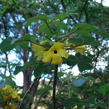 Uncarina peltata unspecified picture