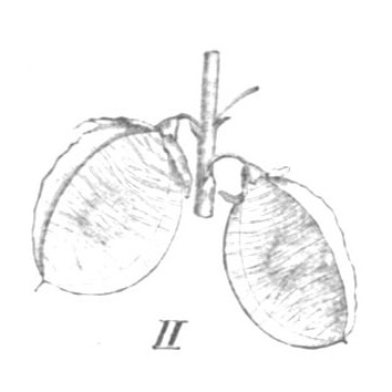 Trigonella cretica unspecified picture