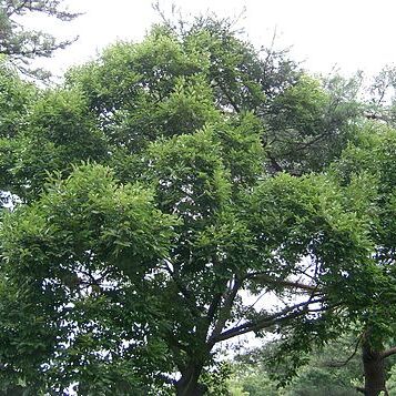 Aphananthe aspera unspecified picture