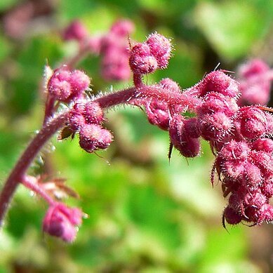Heuchera elegans unspecified picture