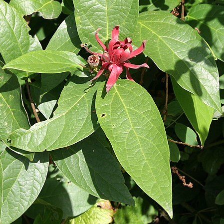 Calycanthus occidentalis unspecified picture