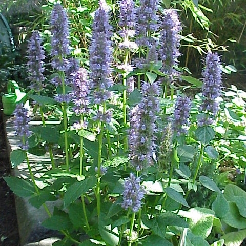 Agastache unspecified picture
