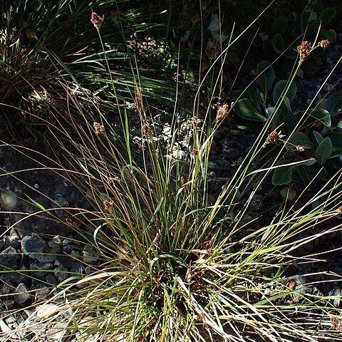 Chionochloa macra unspecified picture