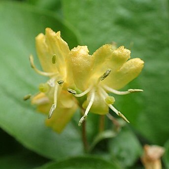 Lonicera chrysantha unspecified picture