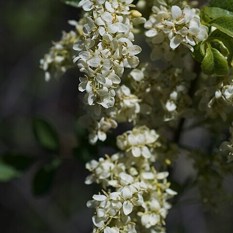 Fraxinus dipetala unspecified picture